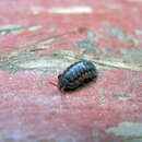 Image of Isopod