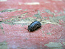 Image of pill bugs