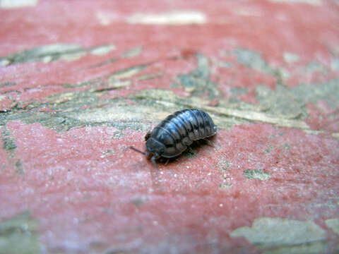 Image of Armadillidium Brandt 1831