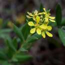 Image of Tetrapterys microphylla (A. Juss.) Nied.