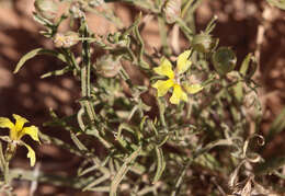 Image of Goodenia berardiana (Gaud.) R. C. Carolin