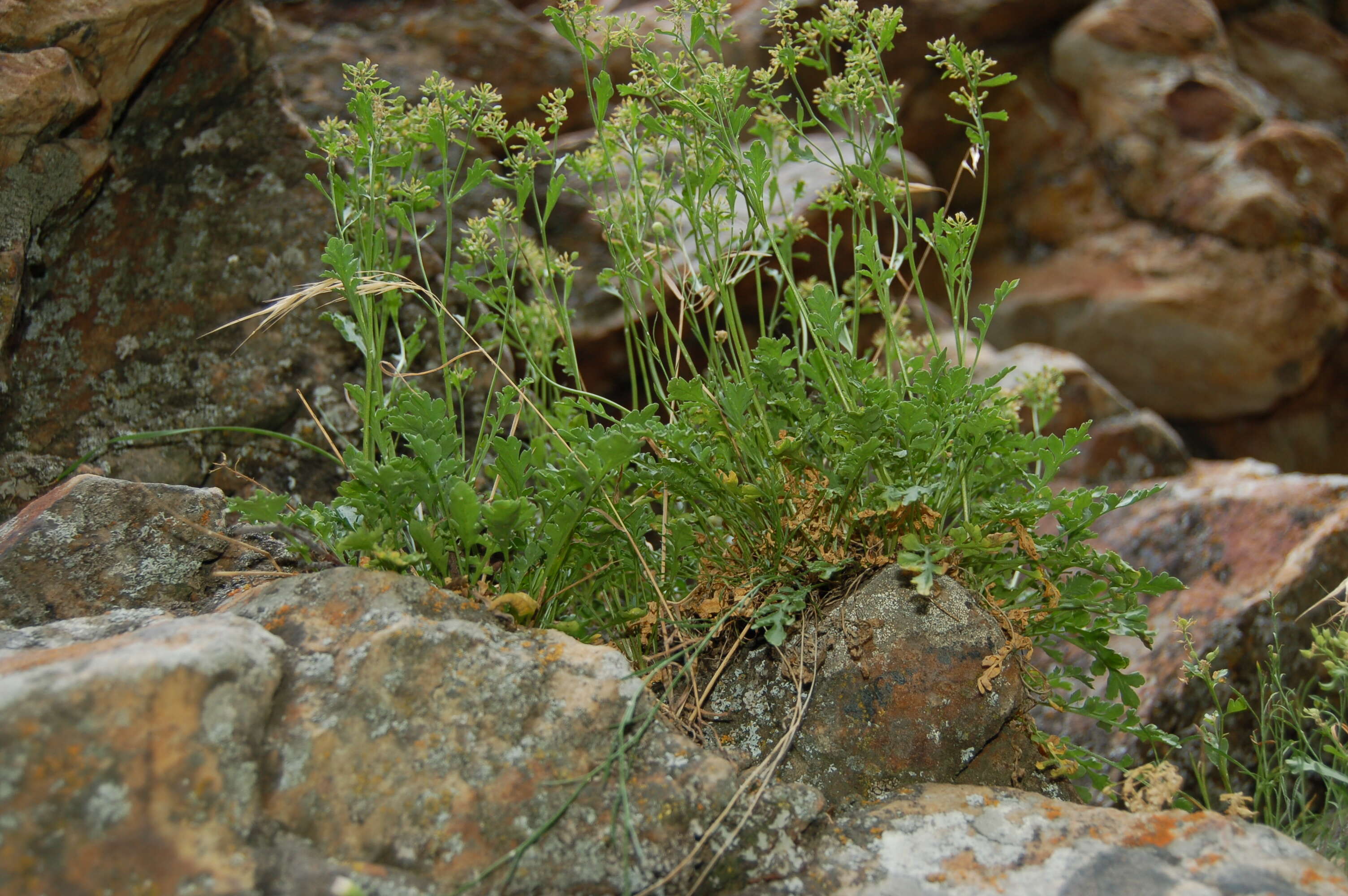 Sivun Lepidium montanum Nutt. kuva