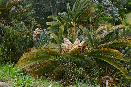 Image of bread tree