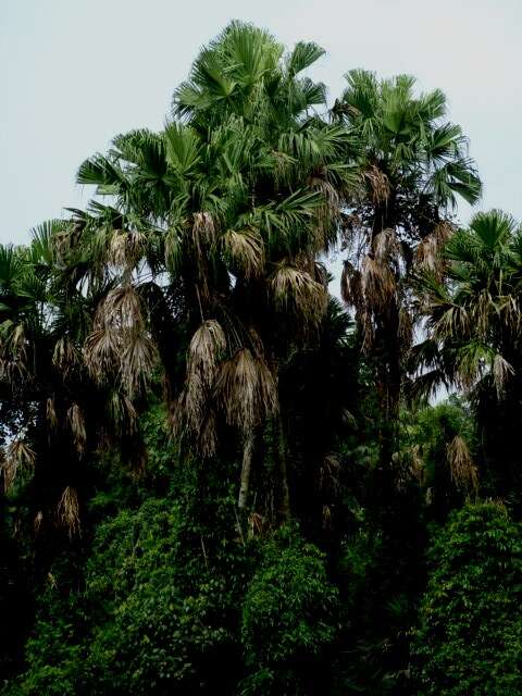 Image of Pholidocarpus