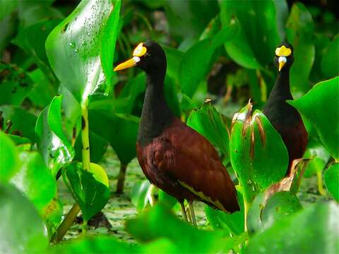 Image of northern jacana