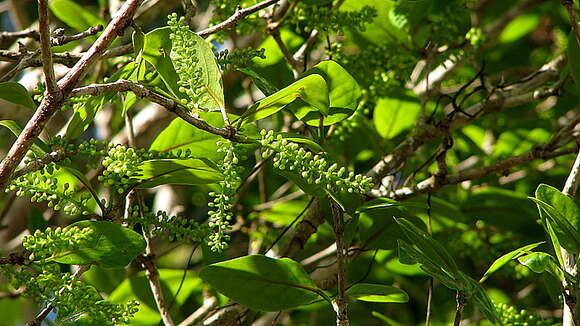 Image de Coccoloba oblonga Lindau