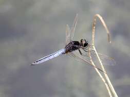 Image of Crocothemis Brauer 1868