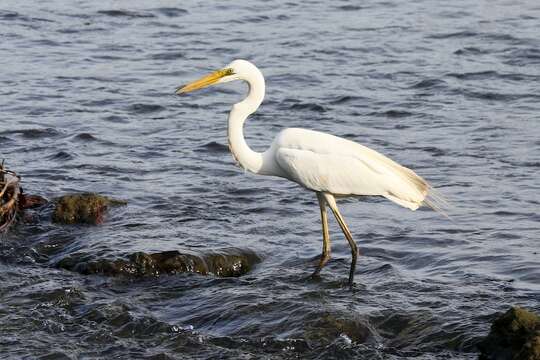 Image of Great Egret