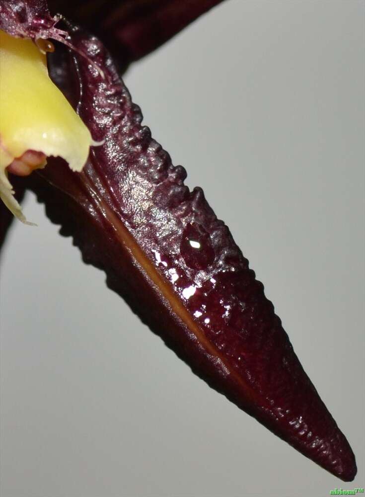 Image de Bulbophyllum cleistogamum Ridl.