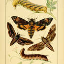 Image of African death head's hawkmoth