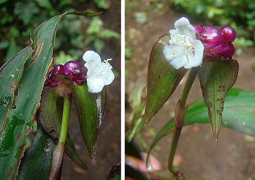 Image de Tradescantia zanonia (L.) Sw.