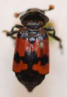 Image of Margined Burying Beetle