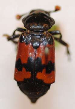 Image of Sexton Beetles