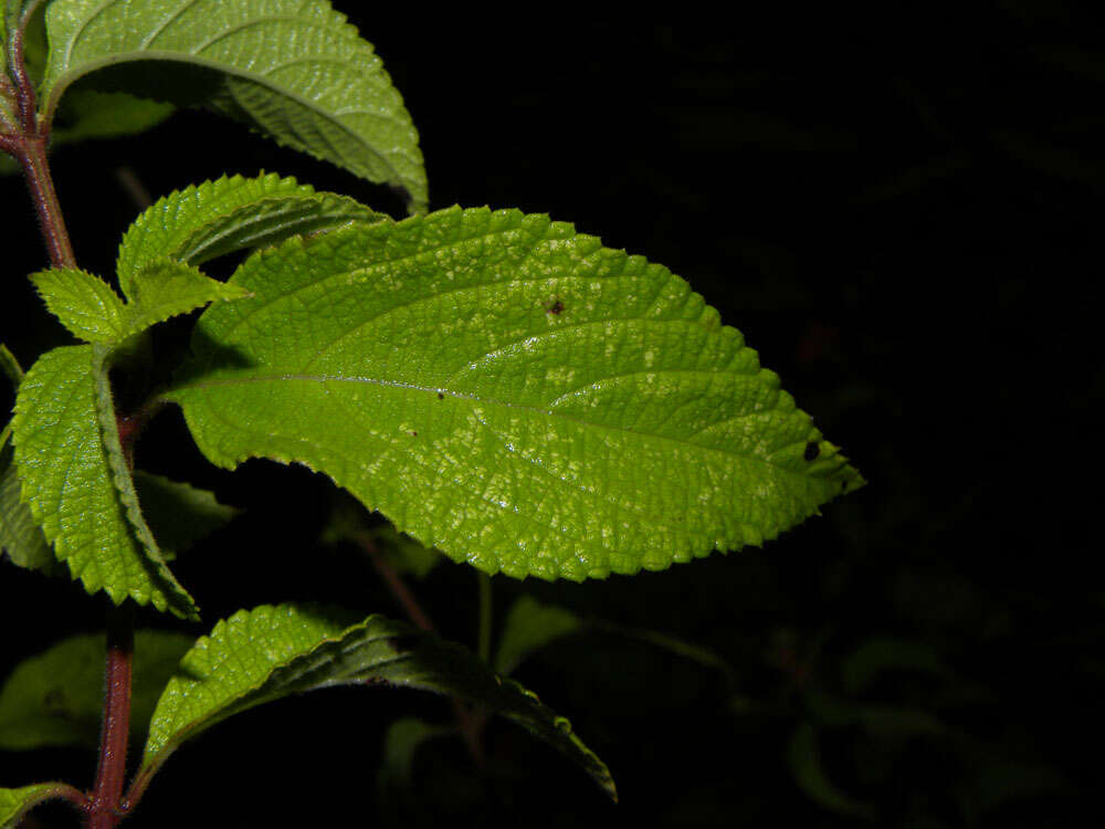 Image of lantana