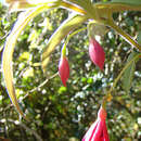 Image of Fuchsia regia (Vand. ex Vell.) Munz