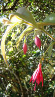 Image of Fuchsia regia (Vand. ex Vell.) Munz