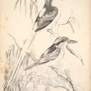 Imagem de Tanysiptera sylvia Gould 1850