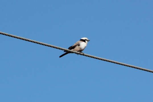 Image of Southern White-crowned Shrike