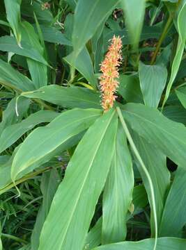 Image of Hedychium densiflorum Wall.