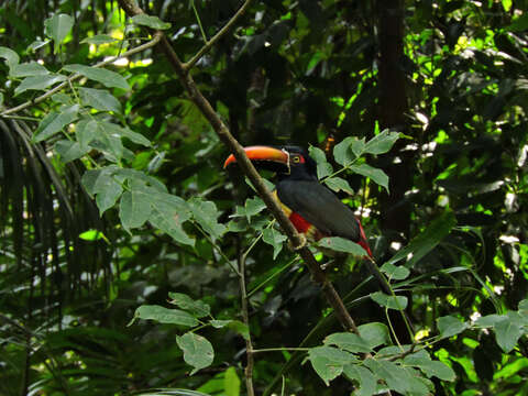 Image of Fiery-billed Aracari