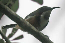 Image of Spinebill