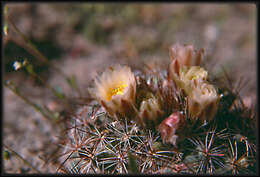 Image of pincushion cactus