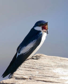 Image of White-winged Swallow