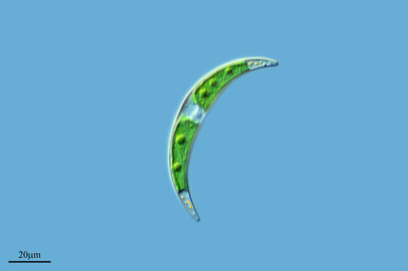 Image of Plantae