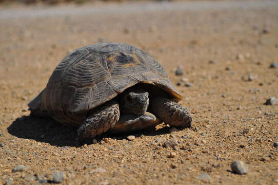 Imagem de Testudo graeca ibera Pallas 1814