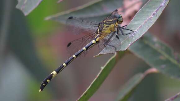 Imagem de Austrogomphus Selys 1854