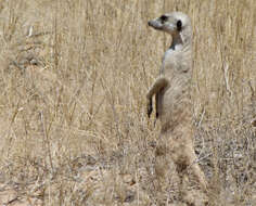 Image of Suricata Desmarest 1804