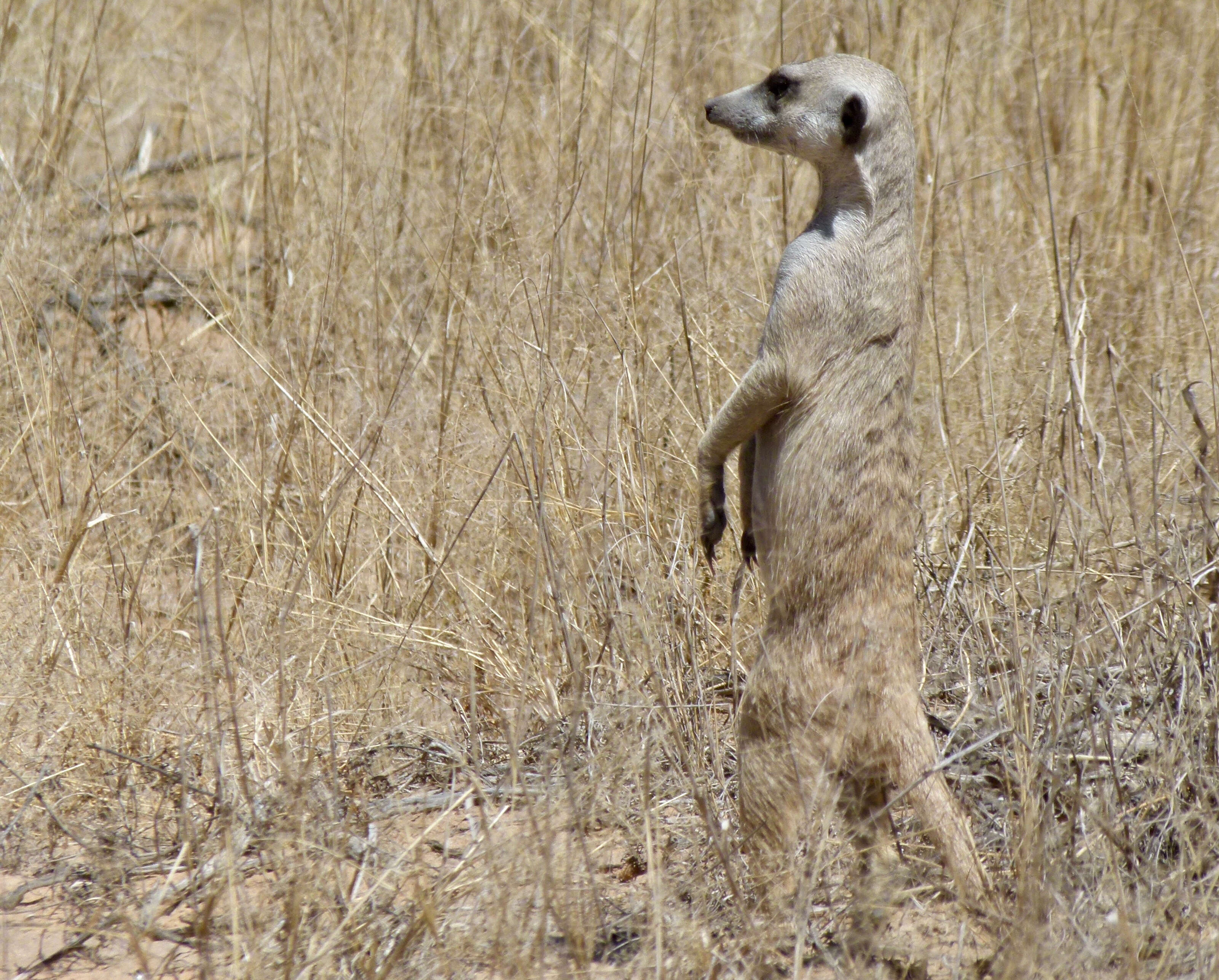 Слика од Suricata Desmarest 1804