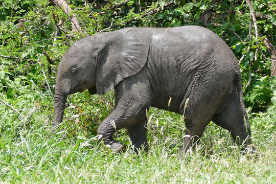 Image of African bush elephant