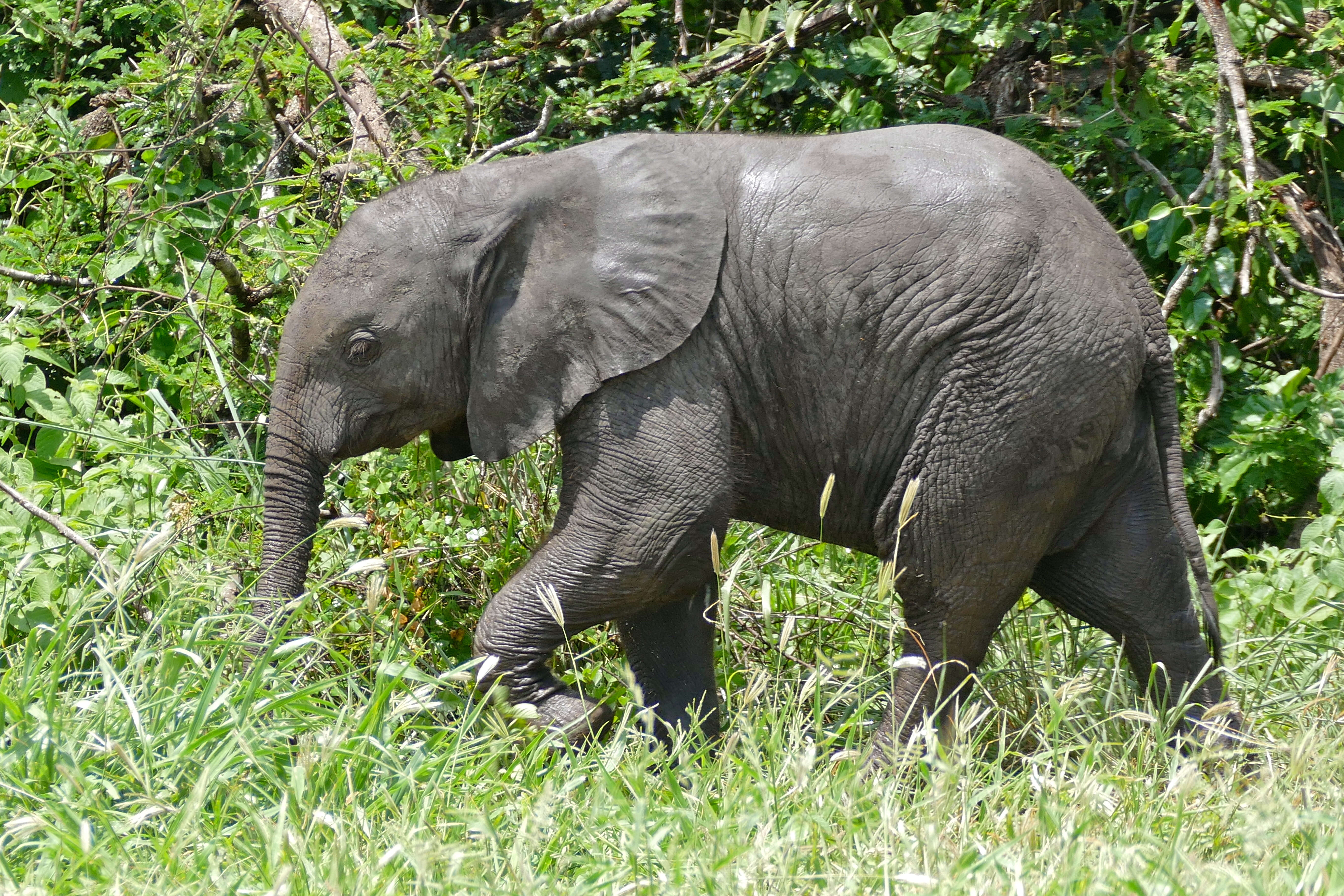 Image of African elephant