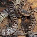 Image of Small-banded Kukri Snake