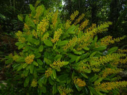 Image of Vochysia guatemalensis J. D. Smith