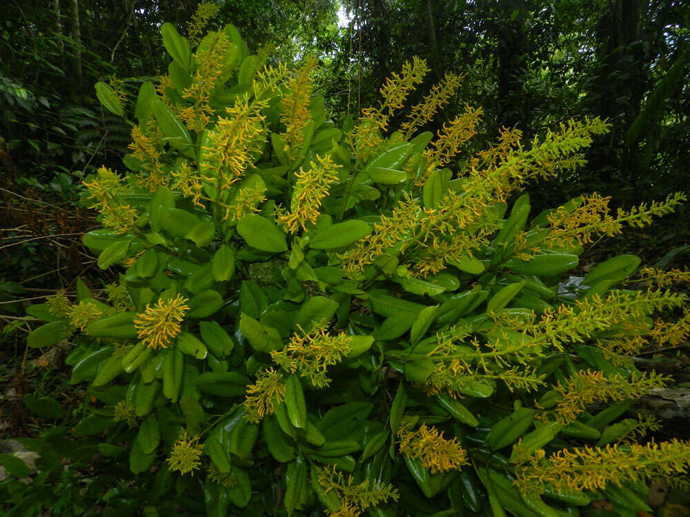 Image of Vochysia guatemalensis J. D. Smith