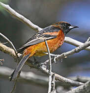 Image of New World orioles