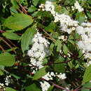 Image of spreading snakeroot
