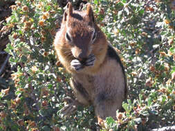 Callospermophilus Merriam 1897 resmi