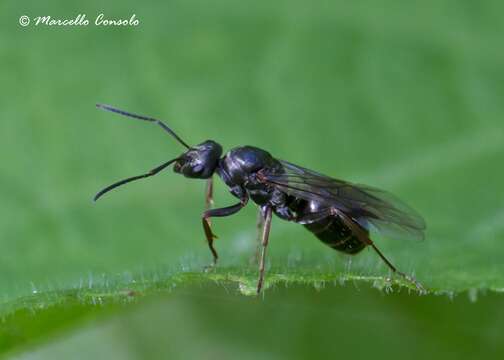 Image of Formica gagates Latreille 1798