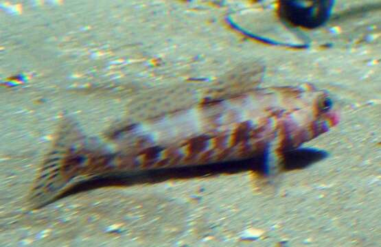 Image of Bucchich's Goby