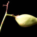صورة Protium aracouchini (Aubl.) Marchand