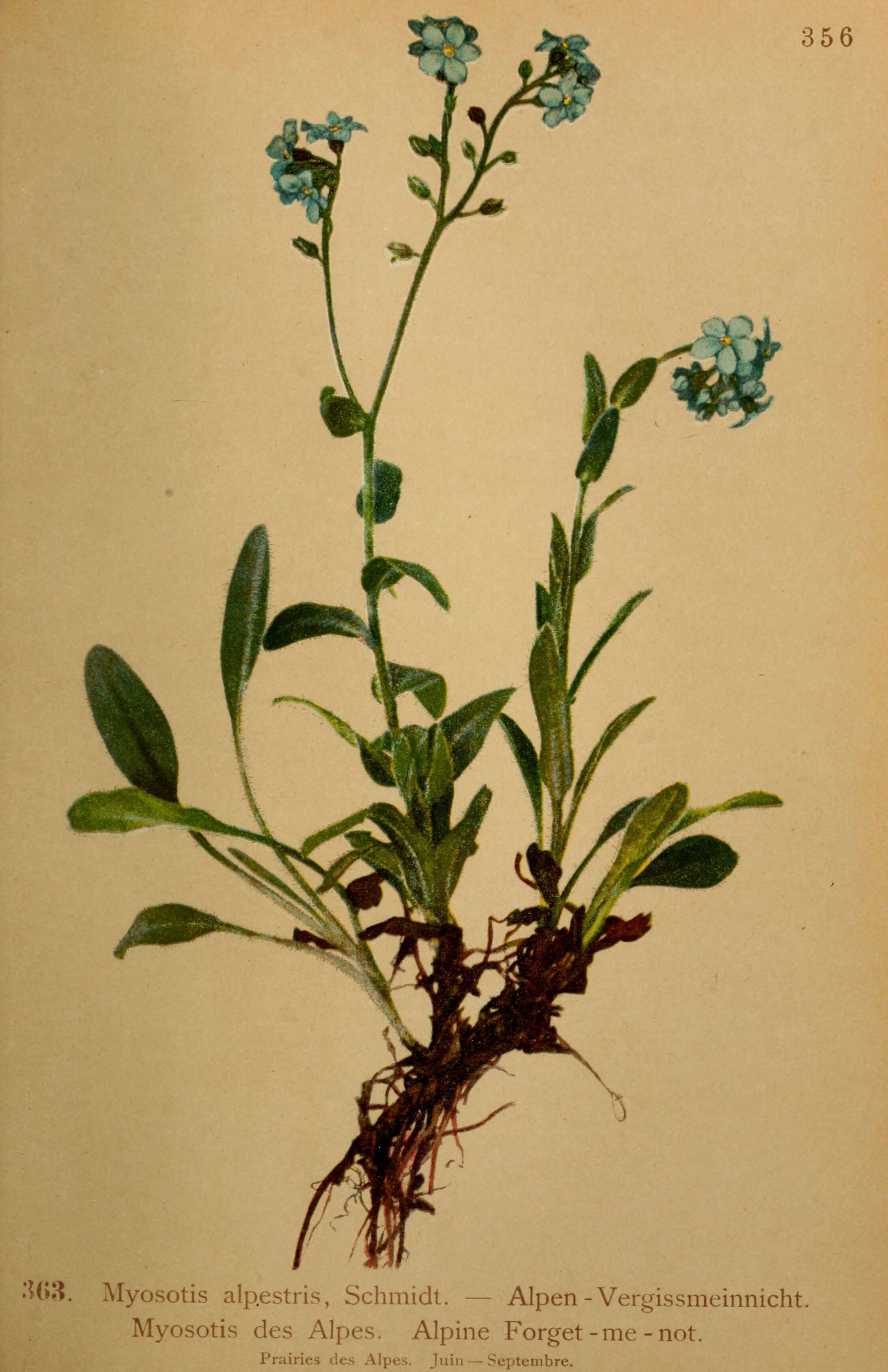 Alpine forget-me-not (Myosotis alpestris) Flower, Leaf, Care, Uses