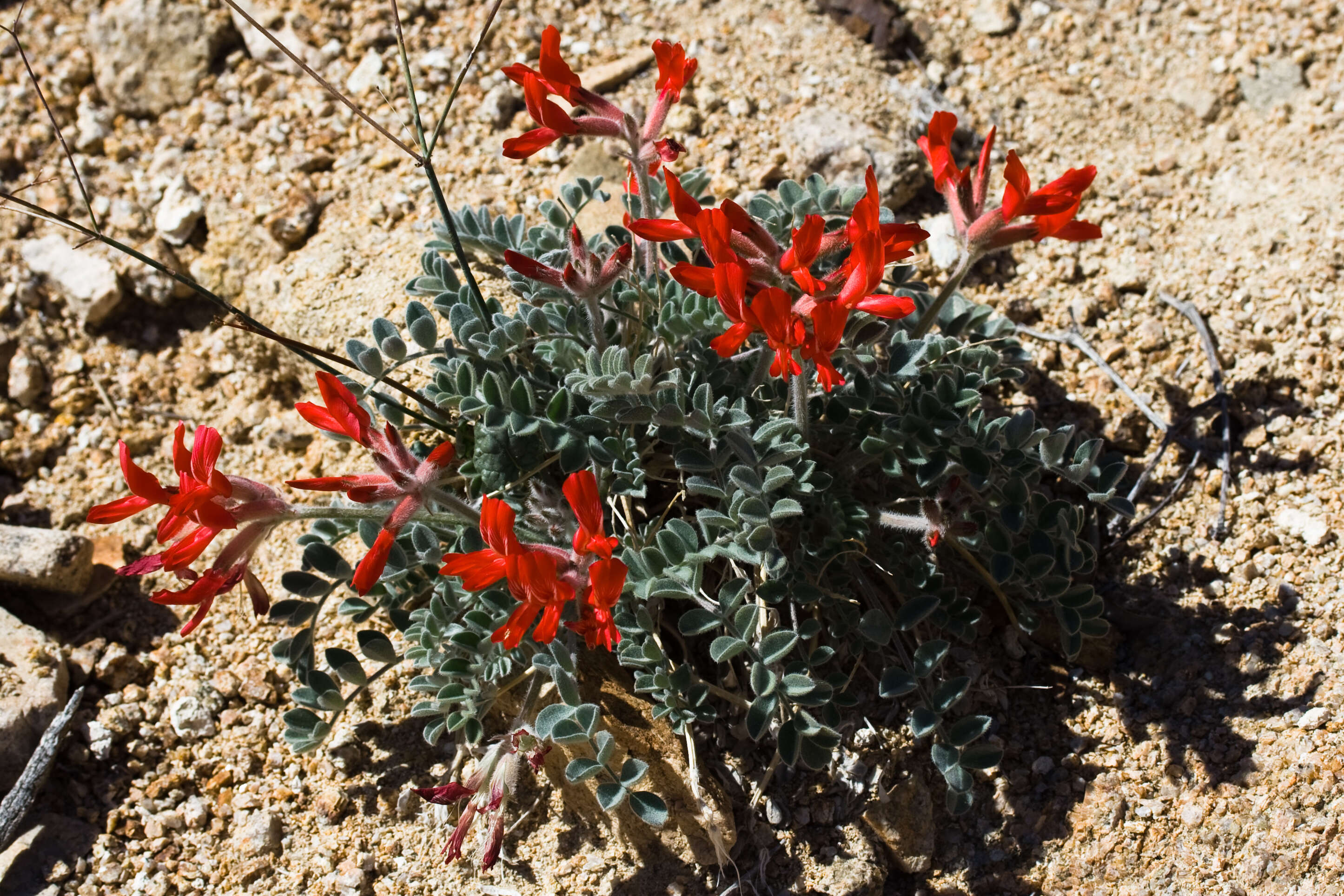 Image of scarlet milkvetch