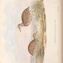 Imagem de Pedionomus torquatus Gould 1840