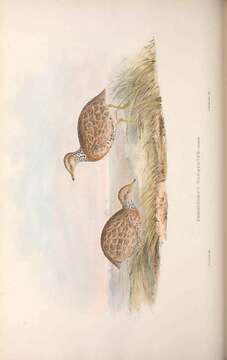 صورة Pedionomus Gould 1840