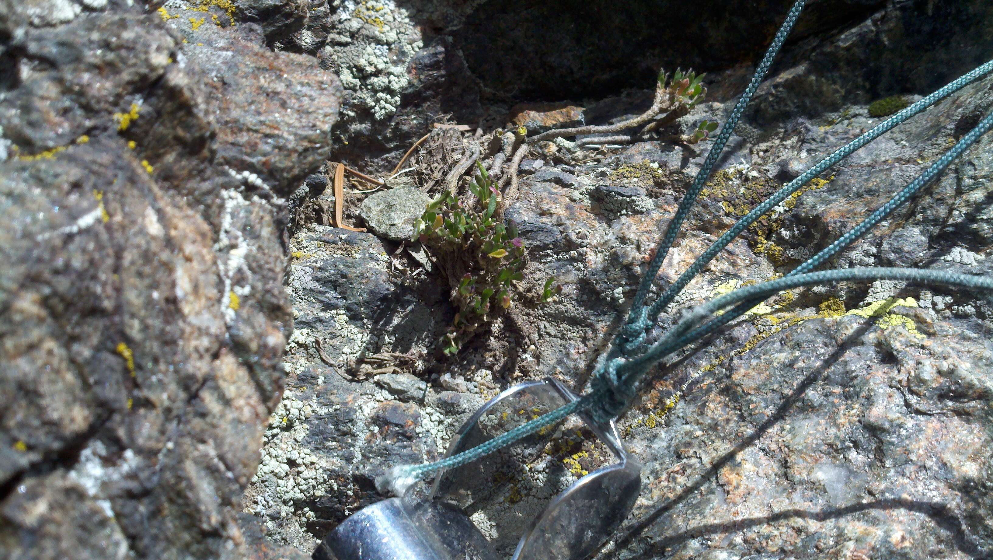 Image of Weber's draba