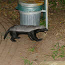 Image of Honey Badger