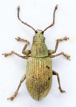 Image of Phyllobius